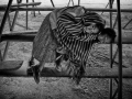 Circo - Juan Pablo Cardona